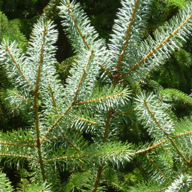 Pine Hedging